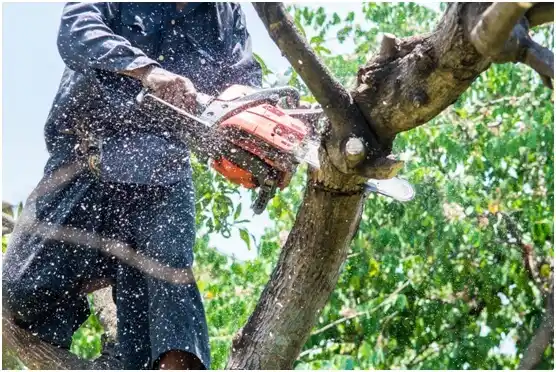 tree services Burnet